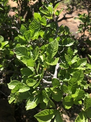 Gardenia resiniflua