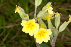Primula × polyantha