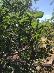 Gardenia resiniflua