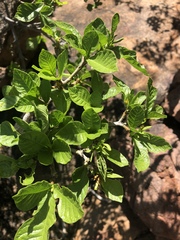 Gardenia resiniflua