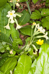 Primula × polyantha