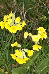 Primula × polyantha