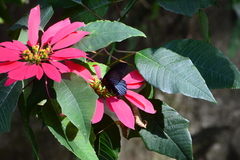 Papilio memnon heronus