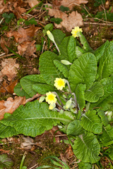 Primula × polyantha