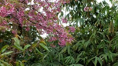 Prunus cerasoides
