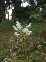 Habenaria monorrhiza