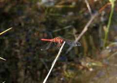 Orthemis nodiplaga