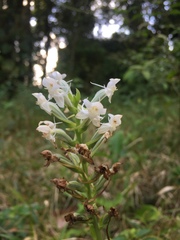 Habenaria monorrhiza