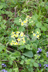Primula × polyantha