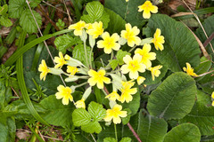 Primula × polyantha