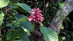 Phlogacanthus curviflorus