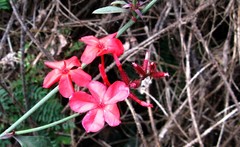 Plumbago indica