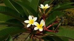 Plumeria rubra