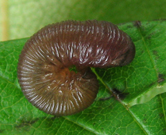 Empria pumila