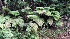 Sphaeropteris