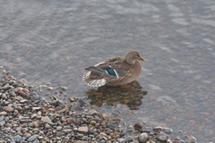Anas platyrhynchos