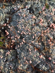 Dibaeis baeomyces image