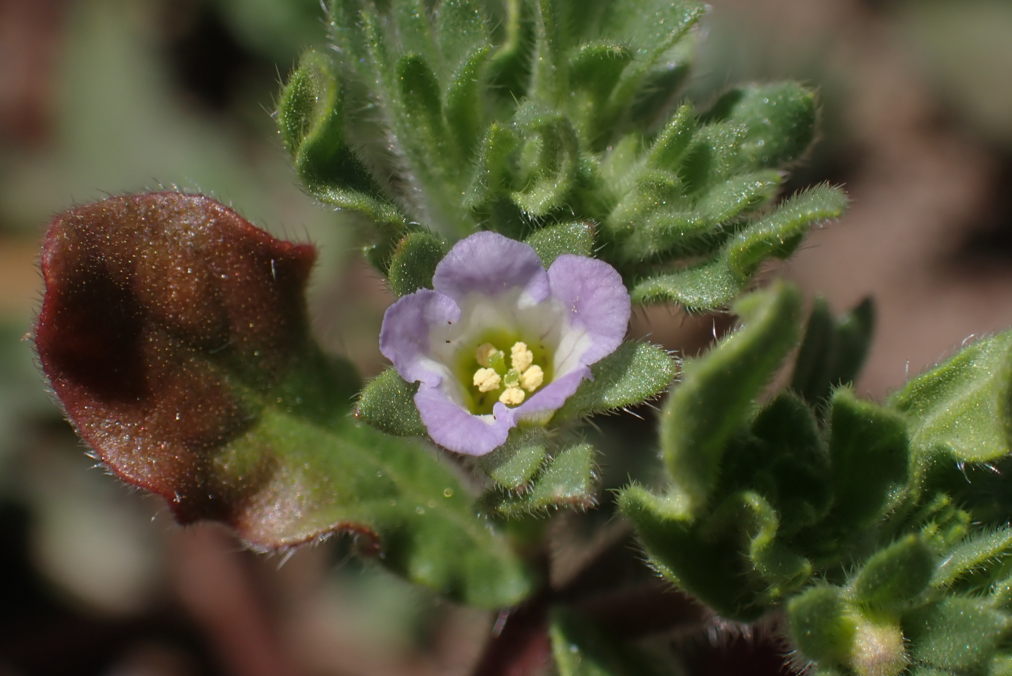 Nama stenocarpa