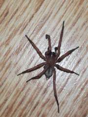 Pireneitega