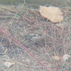 Fringilla coelebs