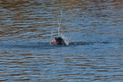 Zalophus californianus