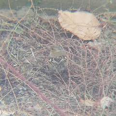 Fringilla coelebs