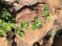 Cordia monoica