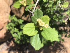 Cordia monoica