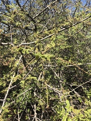 Commiphora edulis