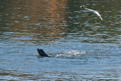 Zalophus californianus