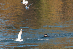Zalophus californianus