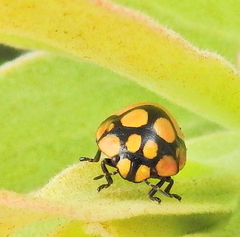 Steganocerus multipunctatus
