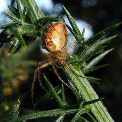 Eurasian Armoured Long-jawed Spider