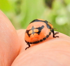 Steganocerus multipunctatus