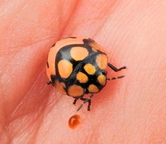 Steganocerus multipunctatus