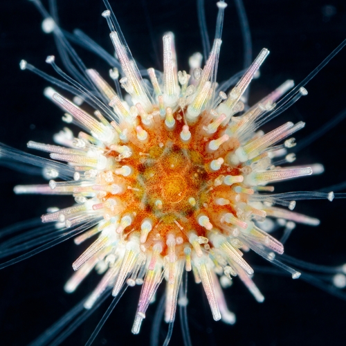 Atlantic Purple Sea Urchin, photo 7 of 9