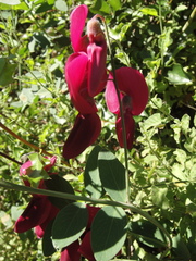 Lathyrus splendens