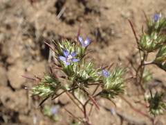Eriastrum filifolium