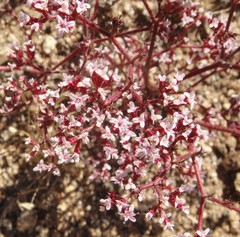 Chorizanthe leptotheca