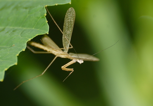 Slim Mexican Mantis photo 6