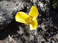 Calochortus concolor