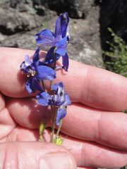Delphinium parryi