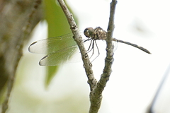 Dythemis nigrescens