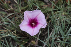 Ipomoea bathycolpos