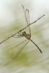 Dythemis nigrescens