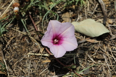 Ipomoea bathycolpos