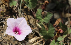 Ipomoea bathycolpos