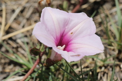 Ipomoea bathycolpos