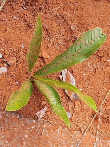 Image of Pradosia Brevipes (Pradosia brevipes) by (c) João Arthur Rabello, some rights reserved (CC BY)