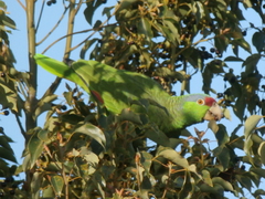 Amazona finschi × viridigenalis